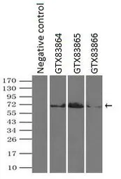Anti-PLK1 antibody [1D4] used in Immunoprecipitation (IP). GTX83865