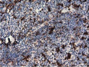 Anti-Pleckstrin antibody [4G6] used in IHC (Paraffin sections) (IHC-P). GTX83874