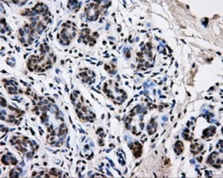Anti-PKMYT1 antibody [5E1] used in IHC (Paraffin sections) (IHC-P). GTX83877