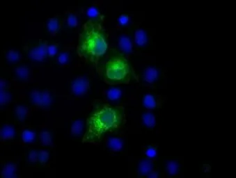 Anti-PKMYT1 antibody [5E1] used in Immunocytochemistry/ Immunofluorescence (ICC/IF). GTX83877