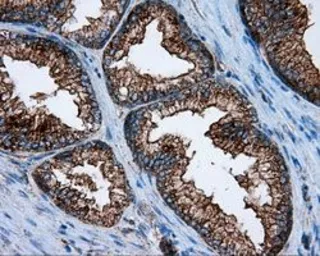 Anti-PIM2 antibody [8G10] used in IHC (Paraffin sections) (IHC-P). GTX83890