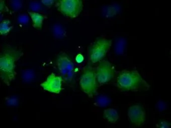Anti-Profilin 1 antibody [1D5] used in Immunocytochemistry/ Immunofluorescence (ICC/IF). GTX83903