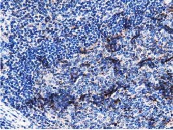 Anti-PEPD antibody [5D5] used in IHC (Paraffin sections) (IHC-P). GTX83910