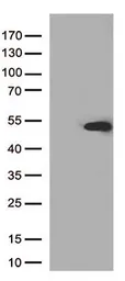 Anti-PDX1 antibody [2A12] used in Western Blot (WB). GTX83919