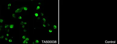 Anti-PDX1 antibody [2A12] used in Immunocytochemistry/ Immunofluorescence (ICC/IF). GTX83919