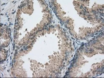 Anti-PDE4A antibody [6B6] used in IHC (Paraffin sections) (IHC-P). GTX83921