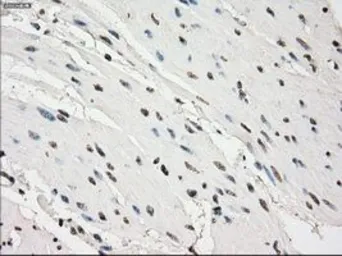 Anti-PDE10A antibody [1C9] used in IHC (Paraffin sections) (IHC-P). GTX83933