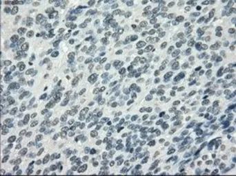 Anti-PDE10A antibody [1C9] used in IHC (Paraffin sections) (IHC-P). GTX83933