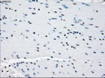 Anti-PDE10A antibody [1C9] used in IHC (Paraffin sections) (IHC-P). GTX83933