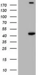 Anti-PAICS antibody [2C9] used in Western Blot (WB). GTX83950