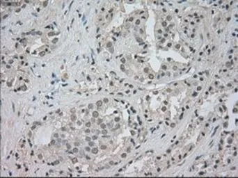 Anti-TrkC antibody [4E10] used in IHC (Paraffin sections) (IHC-P). GTX83977