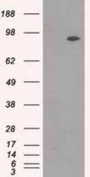 Anti-TrkC antibody [4E10] used in Western Blot (WB). GTX83977