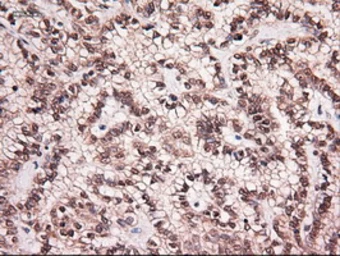 Anti-Neurotrophin 4 antibody [2E8] used in IHC (Paraffin sections) (IHC-P). GTX83981