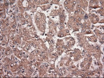 Anti-Neurotrophin 4 antibody [2E8] used in IHC (Paraffin sections) (IHC-P). GTX83981