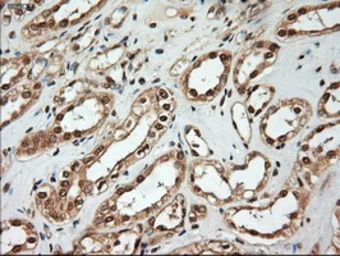 Anti-Neurotrophin 4 antibody [2E8] used in IHC (Paraffin sections) (IHC-P). GTX83981