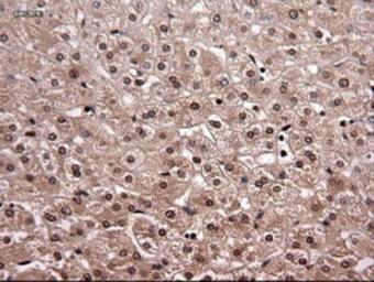 Anti-Neurotrophin 4 antibody [2E8] used in IHC (Paraffin sections) (IHC-P). GTX83981