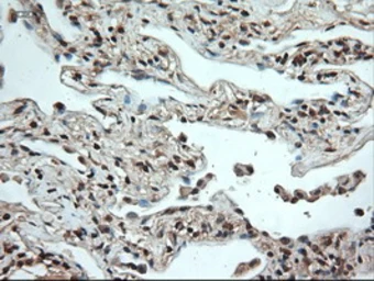 Anti-Neurotrophin 4 antibody [2E8] used in IHC (Paraffin sections) (IHC-P). GTX83981