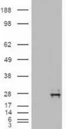 Anti-Neurotrophin 4 antibody [2E8] used in Western Blot (WB). GTX83981