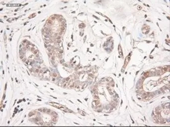 Anti-Neurotrophin 3 antibody [5C7] used in IHC (Paraffin sections) (IHC-P). GTX83983