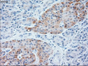Anti-Neurotrophin 3 antibody [3D4] used in IHC (Paraffin sections) (IHC-P). GTX83984