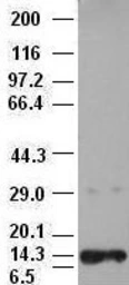 Anti-Neurotrophin 3 antibody [3D4] used in Western Blot (WB). GTX83984