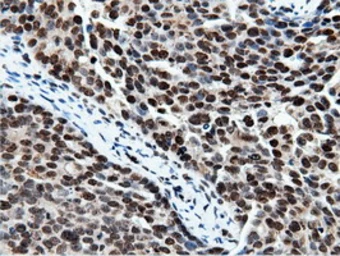 Anti-NT5DC1 antibody [3H2] used in IHC (Paraffin sections) (IHC-P). GTX83991