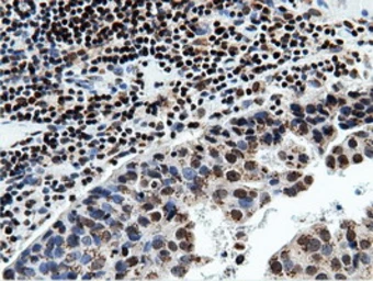 Anti-NT5DC1 antibody [3H2] used in IHC (Paraffin sections) (IHC-P). GTX83991