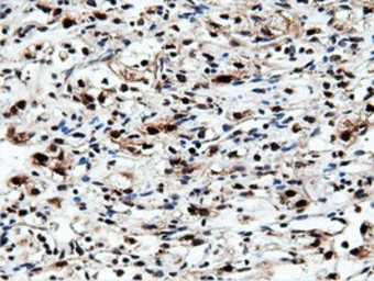 Anti-NT5DC1 antibody [3H2] used in IHC (Paraffin sections) (IHC-P). GTX83991
