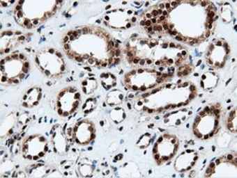 Anti-NT5DC1 antibody [3H2] used in IHC (Paraffin sections) (IHC-P). GTX83991