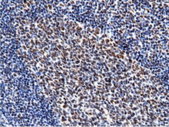 Anti-NT5DC1 antibody [3H2] used in IHC (Paraffin sections) (IHC-P). GTX83991