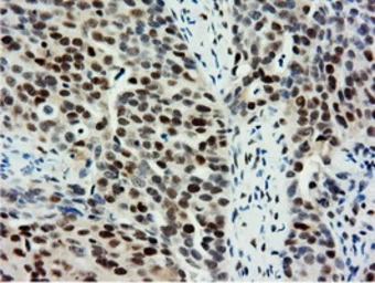Anti-NT5DC1 antibody [1E11] used in IHC (Paraffin sections) (IHC-P). GTX83992