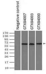 Anti-NRBP1 antibody [7E2] used in Immunoprecipitation (IP). GTX84000