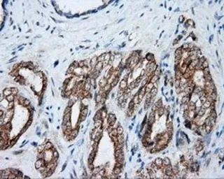 Anti-NME4 antibody [1A5] used in IHC (Paraffin sections) (IHC-P). GTX84032