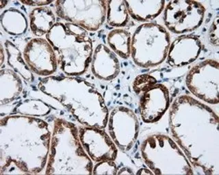 Anti-NME4 antibody [1A5] used in IHC (Paraffin sections) (IHC-P). GTX84032