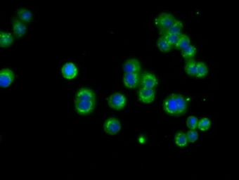Anti-NME4 antibody [4F10] used in Immunocytochemistry/ Immunofluorescence (ICC/IF). GTX84034
