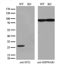 Anti-NIT2 antibody [3D5] used in Western Blot (WB). GTX84039