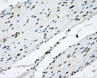 Anti-NIT2 antibody [6H7] used in IHC (Paraffin sections) (IHC-P). GTX84040