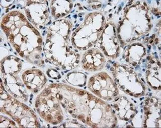 Anti-NIT2 antibody [6H7] used in IHC (Paraffin sections) (IHC-P). GTX84040