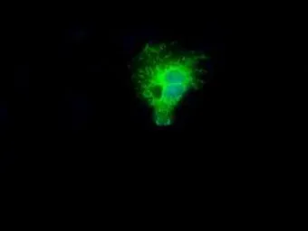 Anti-NIT2 antibody [6H7] used in Immunocytochemistry/ Immunofluorescence (ICC/IF). GTX84040