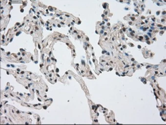 Anti-NEK6 antibody [5D7] used in IHC (Paraffin sections) (IHC-P). GTX84058