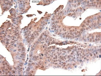 Anti-c-Myc antibody [3F2] used in IHC (Paraffin sections) (IHC-P). GTX84065