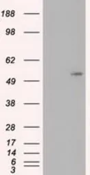Anti-c-Myc antibody [3F2] used in Western Blot (WB). GTX84065