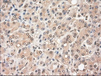 Anti-c-Myc antibody [1A6] used in IHC (Paraffin sections) (IHC-P). GTX84066