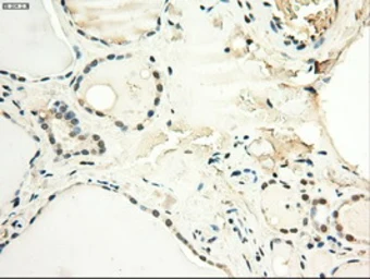 Anti-c-Myc antibody [1A6] used in IHC (Paraffin sections) (IHC-P). GTX84066