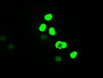 Anti-c-Myc antibody [1A6] used in Immunocytochemistry/ Immunofluorescence (ICC/IF). GTX84066