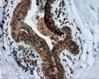 Anti-MTRF1L antibody [1B3] used in IHC (Paraffin sections) (IHC-P). GTX84071