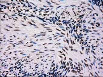 Anti-MRI1 antibody [6A10] used in IHC (Paraffin sections) (IHC-P). GTX84086