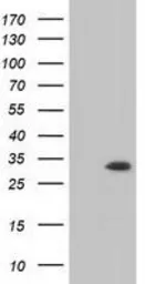 Anti-MIOX antibody [4G7] used in Western Blot (WB). GTX84117