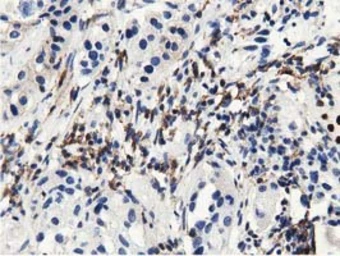 Anti-MICAL1 antibody [4B1] used in IHC (Paraffin sections) (IHC-P). GTX84121