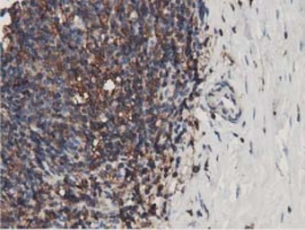 Anti-MICAL1 antibody [4B1] used in IHC (Paraffin sections) (IHC-P). GTX84121